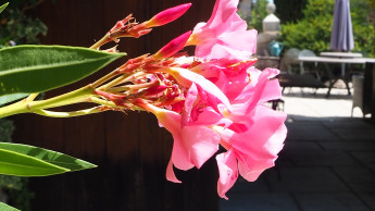 French garden market down 14 per cent in July compared with last year French garden market down 14 per cent in July compared with last year