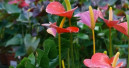 Market for pot plants badly affected