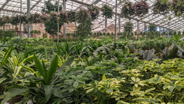 Green as far as the eye can see