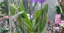 Fewer house plants