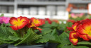 German gardening market declines slightly in 2025