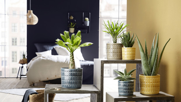House plants top the list of the most important décor trends on Instagram in 2020. Photo: Scheurich