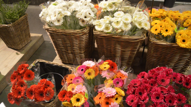 Cut flowers account for nearly 80 per cent of plant imports into the EU.