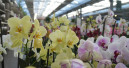 Garden centres reopening in other regions of Germany