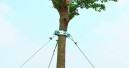 Adjustable tree stake 