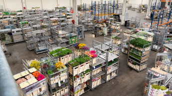 Royal Flora Holland ends 2025 with a slight increase Royal Flora Holland ends 2025 with a slight increase