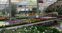 Preferably in a garden centre