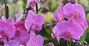 Shifts in the international market for flowers and plants 