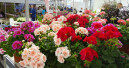 More visitors at garden trade fair