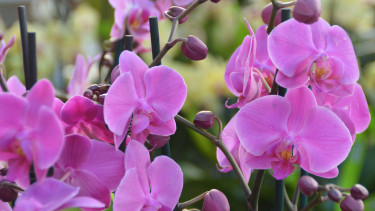 Shifts in the international market for flowers and plants 