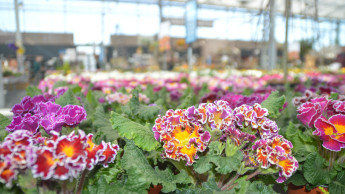 Garden centres in Germany show no growth