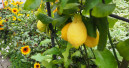 The Italian floriculture sector is growing