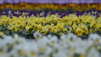 Floriculture wants to become ‘greener’ Floriculture wants to become ‘greener’