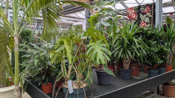 German garden retailers record first rise in sales in 2025