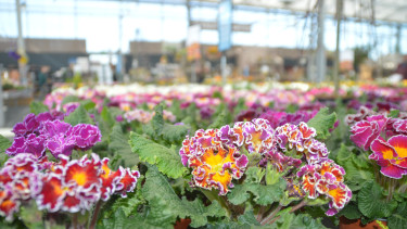Garden centres in Germany show no growth