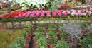 German garden market grew by 0.5 per cent
