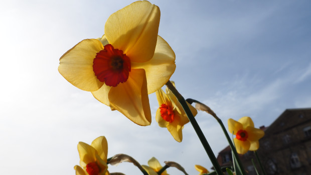 In German, the daffodil is also called Osterglocke which literally means Easter bell - what a beautiful name. 