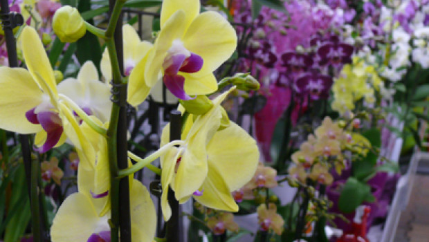 The sales volume of flowering house plants on the German market was down for the third time in succession in 2011.