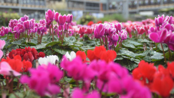 Garden and pet products decline in October Garden and pet products decline in October