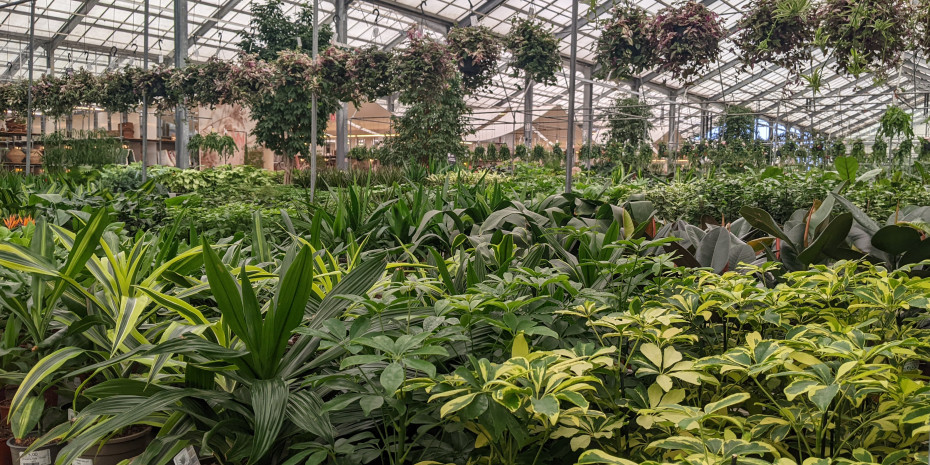 Plants in abundance dominate the area.