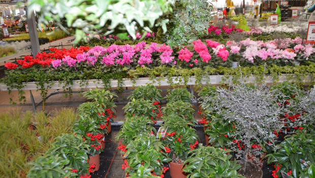 Shrubs and plants, the biggest sub-segment of the German garden market, reached a volume of € 9.923 bn in 2016. Shrubs and plants, the biggest sub-segment of the German garden market, reached a volume of € 9.923 bn in 2016.