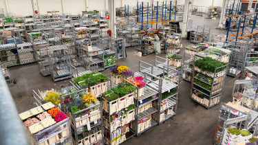 Royal Flora Holland ends 2025 with a slight increase