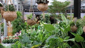 Re-opening of DIY stores and garden centres in Austria