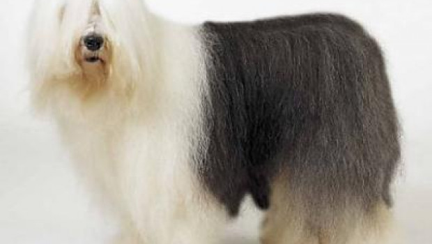 The Dulux dog.
