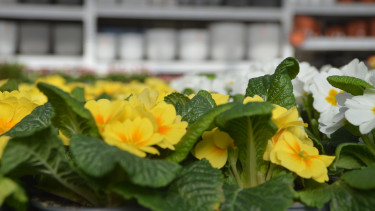 German garden and pet retailers still in decline