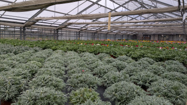 Italian horticulture sets a new record