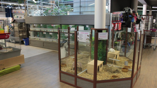 Experts believe that the sale of pets in French pet stores may not be prohibited.