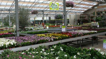 Preferably in a garden centre