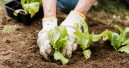 Germans are passionate gardeners