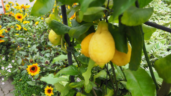 The Italian floriculture sector is growing
