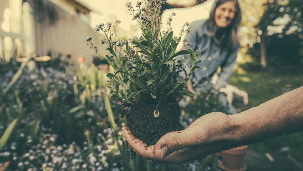 Corona has given the garden industry a boost. source: pixabay/Free-Photos