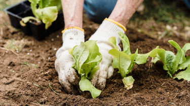 Germans are passionate gardeners
