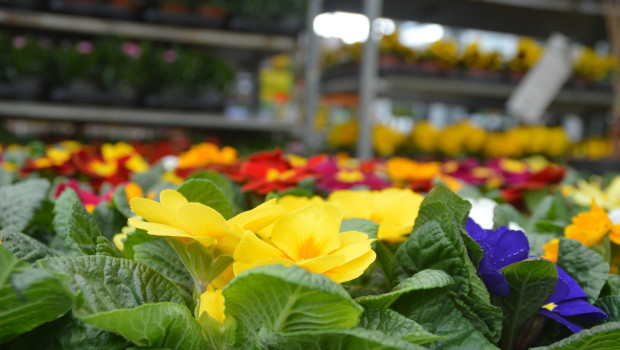 Plant sales did not go well at all: this product group generated 15 percent less revenue in the first quarter than in the same period last year.