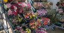 Flower and plant market proves resilient Flower and plant market proves resilient