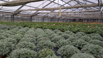 Italian horticulture sets a new record