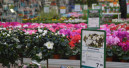 The green market is once again back to the level of 2012
