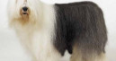 Branding strategies – the “Dulux Dog” phenomen