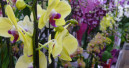 More spent on flowers and plants