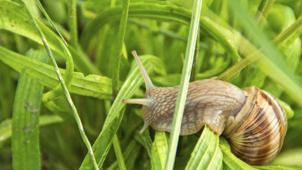 Metaldehyde is used in gardening products to protect plants from slugs and snails.