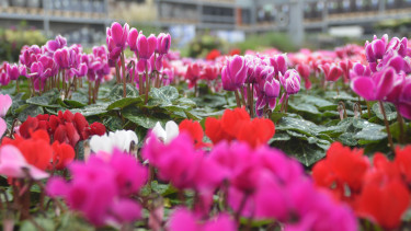 Garden and pet products decline in October