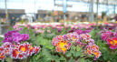 Garden centres in Germany show no growth