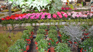 German garden market grew by 0.5 per cent
