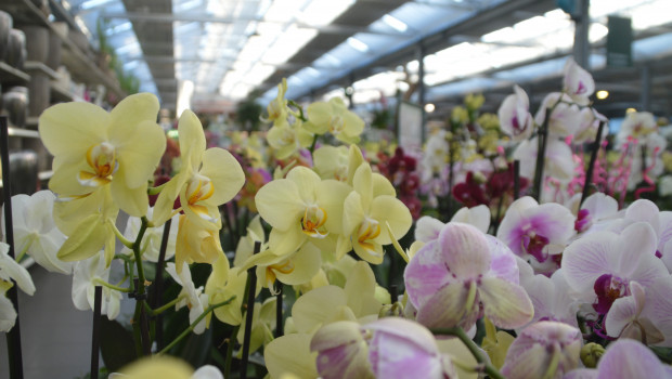 In some German regions, garden centres have now been permitted to re-open. In some German regions, garden centres have now been permitted to re-open.