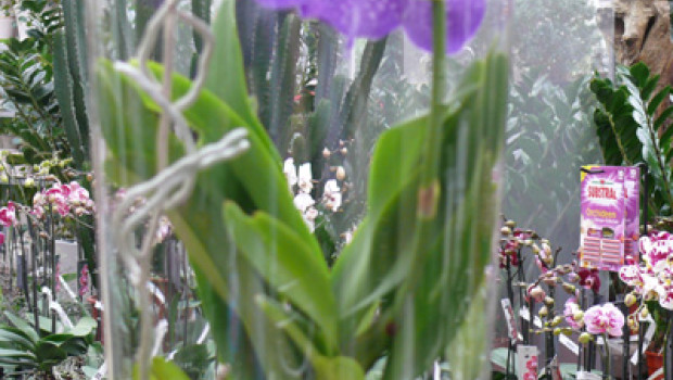 Up to now the pot plant market had proved far more stable than the cut flower market. 
