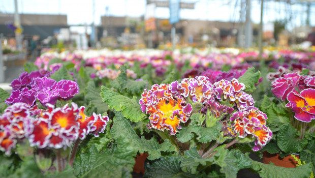 In Hessen, one of the 16 German federal states, the garden centres are allowed to open.