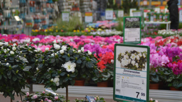 The green market is once again back to the level of 2012